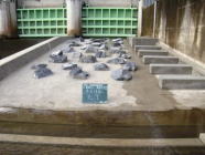 那珂川河川維持工事 魚道設置工